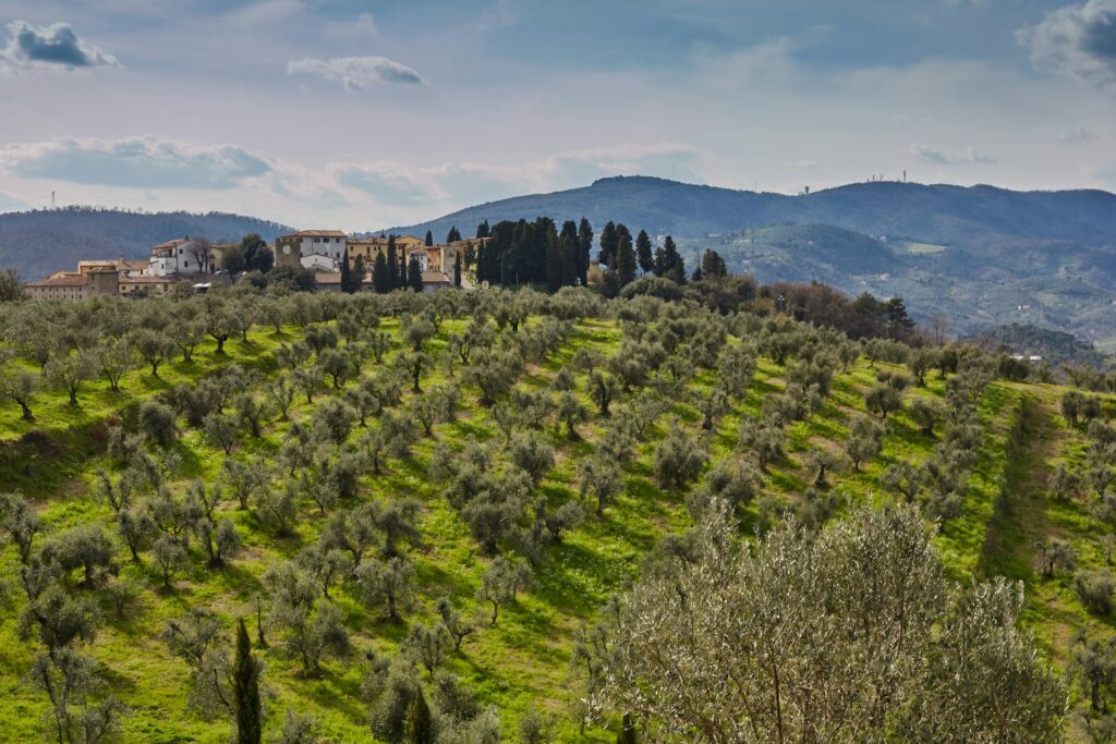 peigne pour olives